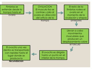 Fimbrias se
extiende desde la
trompa hasta el
ovario
OVULACION
El musculo liso se
contrae y jala al
ovario en dirección
del orificio de la
trompa
El resto de la
fimbrias rodea el
ovario en el
momento de la
ovulación y etapas
anteriores
Llevan a cabo
movimientos
musculares que
producen un
desplazamiento sobre
el folículo
El ovocito es dirigido
hasta un punto en el
interior de la trompa.
El ovocito una vez
dentro es transportado
con rapidez hasta el
lugar donde se
produce la
fecundación
 