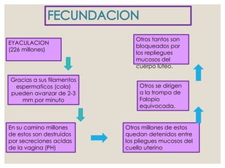 Otros tantos son
bloqueados por
los repliegues
mucosos del
cuerpo lúteo.
EYACULACION
(226 millones)
En su camino millones
de estos son destruidos
por secreciones acidas
de la vagina (PH)
Otros millones de estos
quedan detenidos entre
los pliegues mucosos del
cuello uterino
Otros se dirigen
a la trompa de
Falopio
equivocada.
Gracias a sus filamentos
espermaticos (cola)
pueden avanzar de 2-3
mm por minuto
 
