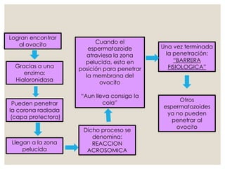 Llegan a la zona
pelucida
Logran encontrar
al ovocito
Gracias a una
enzima:
Hialoronidasa
Pueden penetrar
la corona radiada
(capa protectora)
Dicho proceso se
denomina:
REACCION
ACROSOMICA
Cuando el
espermatozoide
atraviesa la zona
pelucida, esta en
posición para penetrar
la membrana del
ovocito
“Aun lleva consigo la
cola”
Una vez terminada
la penetración:
“BARRERA
FISIOLOGICA”
Otros
espermatozoides
ya no pueden
penetrar al
ovocito
 