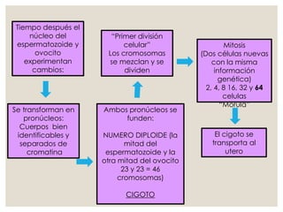 Tiempo después el
núcleo del
espermatozoide y
ovocito
experimentan
cambios:
Se transforman en
pronúcleos:
Cuerpos bien
identificables y
separados de
cromatina
Ambos pronúcleos se
funden:
NUMERO DIPLOIDE (la
mitad del
espermatozoide y la
otra mitad del ovocito
23 y 23 = 46
cromosomas)
CIGOTO
“Primer división
celular”
Los cromosomas
se mezclan y se
dividen
Mitosis
(Dos células nuevas
con la misma
información
genética)
2, 4, 8 16, 32 y 64
celulas
“Morula”
El cigoto se
transporta al
utero
 