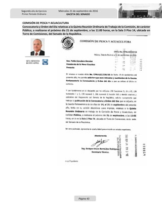 Segundo año de Ejercicio
Primer Periodo Ordinario
Miércoles 21 de septiembre de 2016
GACETA DEL SENADO
Página 43
COMISIÓN DE PESCA Y ACUACULTURA
Convocatoria y Orden del Día relativas a la Quinta Reunión Ordinaria de Trabajo de la Comisión, de carácter
Público, a realizarse el próximo día 21 de septiembre, a las 11:00 horas, en la Sala 3 Piso 14, ubicada en
Torre de Comisiones, del Senado de la República.
SEN. ERNESTO
RUFFO APPEL
 
