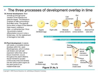 21_GENETIC_BASIS_OF_DEVELOPMENT_ppt.ppt