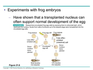 Enucleating 21_GENETIC_BASIS_OF_DEVELOPMENT_ppt (1).ppt