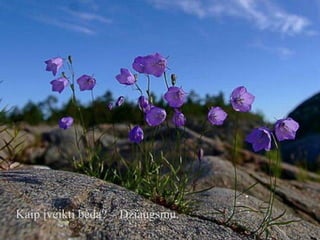 Kaip įveikti bėdą? – Džiaugsmu.

 