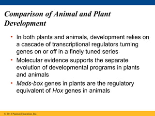 Comparison of Animal and Plant
Development
• In both plants and animals, development relies on
a cascade of transcriptional regulators turning
genes on or off in a finely tuned series
• Molecular evidence supports the separate
evolution of developmental programs in plants
and animals
• Mads-box genes in plants are the regulatory
equivalent of Hox genes in animals
© 2011 Pearson Education, Inc.
 