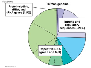 Protein-coding,
rRNA, and
tRNA genes (1.5%)
Human genome
Introns and
regulatory
sequences (∼26%)
Repetitive DNA
(green and teal)
Figure 21.UN02
 