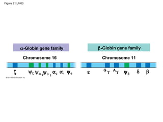 Figure 21.UN03
α-Globin gene family
Chromosome 16
β-Globin gene family
Chromosome 11
βζ ψζ ψα 2
ψα 1
α2 α1 ψθ ε G Aγ γ ψβ δ
 