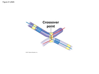Figure 21.UN05
Crossover
point
 