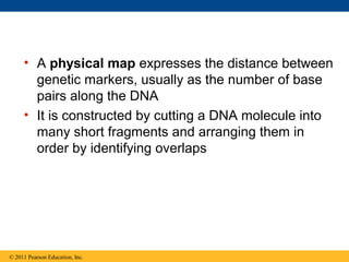 • A physical map expresses the distance between
genetic markers, usually as the number of base
pairs along the DNA
• It is constructed by cutting a DNA molecule into
many short fragments and arranging them in
order by identifying overlaps
© 2011 Pearson Education, Inc.
 