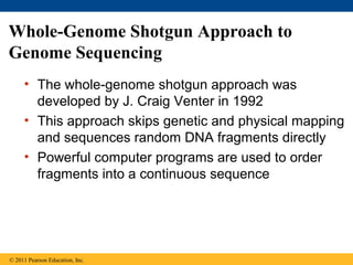 Whole-Genome Shotgun Approach to
Genome Sequencing
• The whole-genome shotgun approach was
developed by J. Craig Venter in 1992
• This approach skips genetic and physical mapping
and sequences random DNA fragments directly
• Powerful computer programs are used to order
fragments into a continuous sequence
© 2011 Pearson Education, Inc.
 