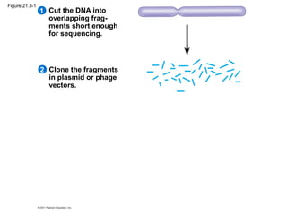 Cut the DNA into
overlapping frag-
ments short enough
for sequencing.
1
Clone the fragments
in plasmid or phage
vectors.
2
Figure 21.3-1
 