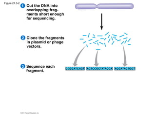 Cut the DNA into
overlapping frag-
ments short enough
for sequencing.
1
Clone the fragments
in plasmid or phage
vectors.
2
Sequence each
fragment.
3
Figure 21.3-2
 
