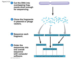 Cut the DNA into
overlapping frag-
ments short enough
for sequencing.
1
Clone the fragments
in plasmid or phage
vectors.
2
Sequence each
fragment.
3
Order the
sequences into
one overall
sequence
with computer
software.
4
Figure 21.3-3
 