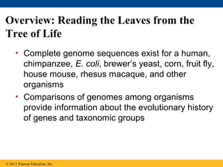 Overview: Reading the Leaves from the
Tree of Life
• Complete genome sequences exist for a human,
chimpanzee, E. coli, brewer’s yeast, corn, fruit fly,
house mouse, rhesus macaque, and other
organisms
• Comparisons of genomes among organisms
provide information about the evolutionary history
of genes and taxonomic groups
© 2011 Pearson Education, Inc.
 