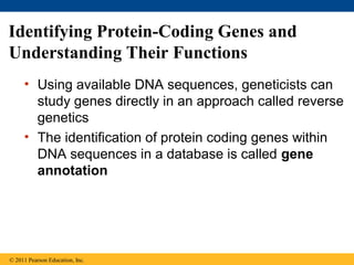 Identifying Protein-Coding Genes and
Understanding Their Functions
• Using available DNA sequences, geneticists can
study genes directly in an approach called reverse
genetics
• The identification of protein coding genes within
DNA sequences in a database is called gene
annotation
© 2011 Pearson Education, Inc.
 