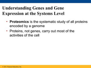 Understanding Genes and Gene
Expression at the Systems Level
• Proteomics is the systematic study of all proteins
encoded by a genome
• Proteins, not genes, carry out most of the
activities of the cell
© 2011 Pearson Education, Inc.
 