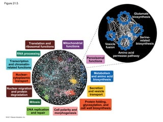 Translation and
ribosomal functions
Nuclear-
cytoplasmic
transport
RNA processing
Transcription
and chromatin-
related functions
Mitochondrial
functions
Nuclear migration
and protein
degradation
Mitosis
DNA replication
and repair
Cell polarity and
morphogenesis
Protein folding,
glycosylation, and
cell wall biosynthesis
Secretion
and vesicle
transport
Metabolism
and amino acid
biosynthesis
Peroxisomal
functions
Glutamate
biosynthesis
Serine-
related
biosynthesis
Amino acid
permease pathway
Vesicle
fusion
Figure 21.5
 