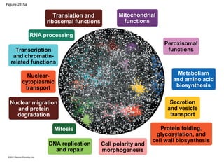 Figure 21.5a
Translation and
ribosomal functions
Nuclear-
cytoplasmic
transport
RNA processing
Transcription
and chromatin-
related functions
Mitochondrial
functions
Nuclear migration
and protein
degradation
Mitosis
DNA replication
and repair
Cell polarity and
morphogenesis
Protein folding,
glycosylation, and
cell wall biosynthesis
Secretion
and vesicle
transport
Metabolism
and amino acid
biosynthesis
Peroxisomal
functions
 