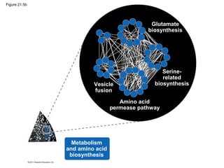 Glutamate
biosynthesis
Serine-
related
biosynthesis
Amino acid
permease pathway
Vesicle
fusion
Metabolism
and amino acid
biosynthesis
Figure 21.5b
 