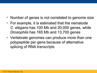 • Number of genes is not correlated to genome size
• For example, it is estimated that the nematode
C. elegans has 100 Mb and 20,000 genes, while
Drosophila has 165 Mb and 13,700 genes
• Vertebrate genomes can produce more than one
polypeptide per gene because of alternative
splicing of RNA transcripts
© 2011 Pearson Education, Inc.
 