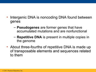 • Intergenic DNA is noncoding DNA found between
genes
– Pseudogenes are former genes that have
accumulated mutations and are nonfunctional
– Repetitive DNA is present in multiple copies in
the genome
• About three-fourths of repetitive DNA is made up
of transposable elements and sequences related
to them
© 2011 Pearson Education, Inc.
 