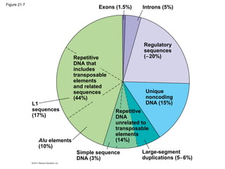 Figure 21.7
Exons (1.5%) Introns (5%)
Regulatory
sequences
(∼20%)
Unique
noncoding
DNA (15%)
Repetitive
DNA
unrelated to
transposable
elements
(14%)
Large-segment
duplications (5−6%)
Simple sequence
DNA (3%)
Alu elements
(10%)
L1
sequences
(17%)
Repetitive
DNA that
includes
transposable
elements
and related
sequences
(44%)
 