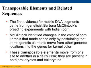 Transposable Elements and Related
Sequences
• The first evidence for mobile DNA segments
came from geneticist Barbara McClintock’s
breeding experiments with Indian corn
• McClintock identified changes in the color of corn
kernels that made sense only by postulating that
some genetic elements move from other genome
locations into the genes for kernel color
• These transposable elements move from one
site to another in a cell’s DNA; they are present in
both prokaryotes and eukaryotes
© 2011 Pearson Education, Inc.
 