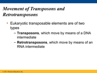 Movement of Transposons and
Retrotransposons
• Eukaryotic transposable elements are of two
types
– Transposons, which move by means of a DNA
intermediate
– Retrotransposons, which move by means of an
RNA intermediate
© 2011 Pearson Education, Inc.
 