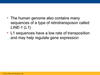 • The human genome also contains many
sequences of a type of retrotransposon called
LINE-1 (L1)
• L1 sequences have a low rate of transposition
and may help regulate gene expression
© 2011 Pearson Education, Inc.
 