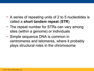 • A series of repeating units of 2 to 5 nucleotides is
called a short tandem repeat (STR)
• The repeat number for STRs can vary among
sites (within a genome) or individuals
• Simple sequence DNA is common in
centromeres and telomeres, where it probably
plays structural roles in the chromosome
© 2011 Pearson Education, Inc.
 