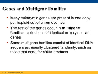 Genes and Multigene Families
• Many eukaryotic genes are present in one copy
per haploid set of chromosomes
• The rest of the genes occur in multigene
families, collections of identical or very similar
genes
• Some multigene families consist of identical DNA
sequences, usually clustered tandemly, such as
those that code for rRNA products
© 2011 Pearson Education, Inc.
 