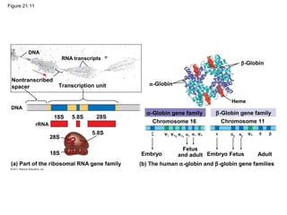 Figure 21.11
DNA
RNA transcripts
Nontranscribed
spacer Transcription unit
DNA
18S 5.8S 28S
28S
5.8S
18S
(a) Part of the ribosomal RNA gene family
α-Globin
α-Globin gene family
Chromosome 16
β-Globin gene family
Chromosome 11
β-Globin
Heme
ζ ψζ ψα2
ψα1
α2
α1
ψθ ε Gγ Aγ
ψβ δ β
(b) The human α-globin and β-globin gene families
Embryo
Fetus
and adult Fetus Adult
rRNA
Embryo
 