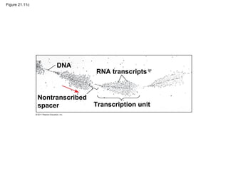 Figure 21.11c
DNA
RNA transcripts
Nontranscribed
spacer Transcription unit
 