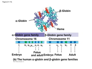 Figure 21.11b
α-Globin
α-Globin gene family
Chromosome 16
β-Globin gene family
Chromosome 11
β-Globin
Heme
ζ ψζ ψα 2
ψα 1
α2 α1 ψθ ε Gγ
Aγ ψβ δ β
Embryo
Fetus
and adult Fetus AdultEmbryo
(b) The human α-globin and β-globin gene families
 