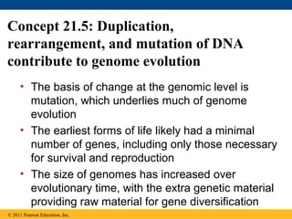 Concept 21.5: Duplication,
rearrangement, and mutation of DNA
contribute to genome evolution
• The basis of change at the genomic level is
mutation, which underlies much of genome
evolution
• The earliest forms of life likely had a minimal
number of genes, including only those necessary
for survival and reproduction
• The size of genomes has increased over
evolutionary time, with the extra genetic material
providing raw material for gene diversification
© 2011 Pearson Education, Inc.
 