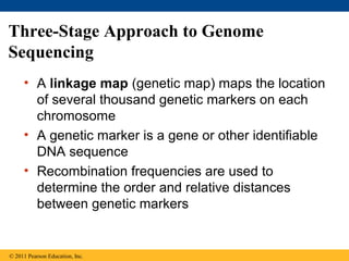 Three-Stage Approach to Genome
Sequencing
• A linkage map (genetic map) maps the location
of several thousand genetic markers on each
chromosome
• A genetic marker is a gene or other identifiable
DNA sequence
• Recombination frequencies are used to
determine the order and relative distances
between genetic markers
© 2011 Pearson Education, Inc.
 