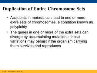 Duplication of Entire Chromosome Sets
• Accidents in meiosis can lead to one or more
extra sets of chromosomes, a condition known as
polyploidy
• The genes in one or more of the extra sets can
diverge by accumulating mutations; these
variations may persist if the organism carrying
them survives and reproduces
© 2011 Pearson Education, Inc.
 