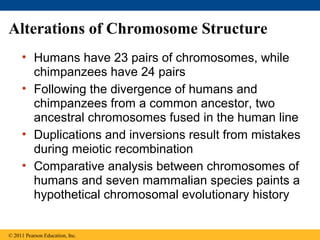 Alterations of Chromosome Structure
• Humans have 23 pairs of chromosomes, while
chimpanzees have 24 pairs
• Following the divergence of humans and
chimpanzees from a common ancestor, two
ancestral chromosomes fused in the human line
• Duplications and inversions result from mistakes
during meiotic recombination
• Comparative analysis between chromosomes of
humans and seven mammalian species paints a
hypothetical chromosomal evolutionary history
© 2011 Pearson Education, Inc.
 