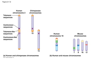 Figure 21.12
Human
chromosome 2
Telomere
sequences
Centromere
sequences
Chimpanzee
chromosomes
12
Telomere-like
sequences
Centromere-like
sequences
Human
chromosome 16
13
(a) Human and chimpanzee chromosomes (b) Human and mouse chromosomes
7 8 16 17
Mouse
chromosomes
 