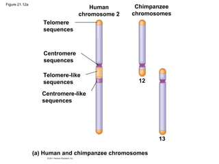 Figure 21.12a
Human
chromosome 2
Telomere
sequences
Centromere
sequences
Chimpanzee
chromosomes
12
Telomere-like
sequences
Centromere-like
sequences
13
(a) Human and chimpanzee chromosomes
 
