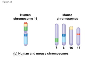 Figure 21.12b
Human
chromosome 16
(b) Human and mouse chromosomes
7 8 16 17
Mouse
chromosomes
 
