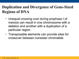 Duplication and Divergence of Gene-Sized
Regions of DNA
• Unequal crossing over during prophase I of
meiosis can result in one chromosome with a
deletion and another with a duplication of a
particular region
• Transposable elements can provide sites for
crossover between nonsister chromatids
© 2011 Pearson Education, Inc.
 