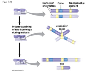 Nonsister
chromatids
Gene Transposable
element
Crossover
point
and
Incorrect pairing
of two homologs
during meiosis
Figure 21.13
 