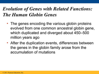 Evolution of Genes with Related Functions:
The Human Globin Genes
• The genes encoding the various globin proteins
evolved from one common ancestral globin gene,
which duplicated and diverged about 450–500
million years ago
• After the duplication events, differences between
the genes in the globin family arose from the
accumulation of mutations
© 2011 Pearson Education, Inc.
 