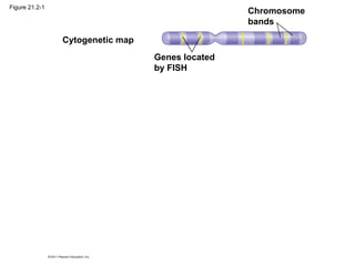 Figure 21.2-1
Cytogenetic map
Genes located
by FISH
Chromosome
bands
 