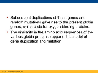 • Subsequent duplications of these genes and
random mutations gave rise to the present globin
genes, which code for oxygen-binding proteins
• The similarity in the amino acid sequences of the
various globin proteins supports this model of
gene duplication and mutation
© 2011 Pearson Education, Inc.
 