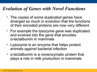 Evolution of Genes with Novel Functions
• The copies of some duplicated genes have
diverged so much in evolution that the functions
of their encoded proteins are now very different
• For example the lysozyme gene was duplicated
and evolved into the gene that encodes
α-lactalbumin in mammals
• Lysozyme is an enzyme that helps protect
animals against bacterial infection
• α-lactalbumin is a nonenzymatic protein that
plays a role in milk production in mammals
© 2011 Pearson Education, Inc.
 