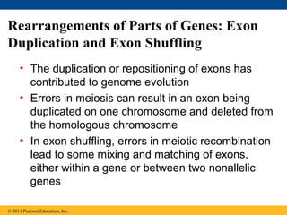 Rearrangements of Parts of Genes: Exon
Duplication and Exon Shuffling
• The duplication or repositioning of exons has
contributed to genome evolution
• Errors in meiosis can result in an exon being
duplicated on one chromosome and deleted from
the homologous chromosome
• In exon shuffling, errors in meiotic recombination
lead to some mixing and matching of exons,
either within a gene or between two nonallelic
genes
© 2011 Pearson Education, Inc.
 