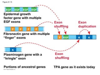 Exon
duplication
Exon
shuffling
Exon
shuffling
F EGF K K
K
F F F F
EGF EGF EGF EGF
Epidermal growth
factor gene with multiple
EGF exons
Fibronectin gene with multiple
“finger” exons
Plasminogen gene with a
“kringle” exon
Portions of ancestral genes TPA gene as it exists today
Figure 21.15
 