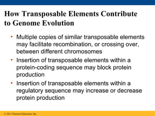 How Transposable Elements Contribute
to Genome Evolution
• Multiple copies of similar transposable elements
may facilitate recombination, or crossing over,
between different chromosomes
• Insertion of transposable elements within a
protein-coding sequence may block protein
production
• Insertion of transposable elements within a
regulatory sequence may increase or decrease
protein production
© 2011 Pearson Education, Inc.
 